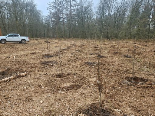 Bomen planten in Schaarsbergen