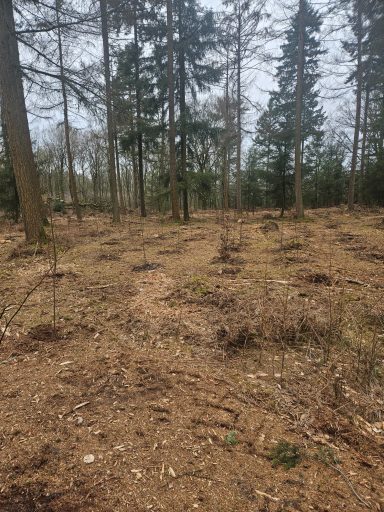 Bomen planten in Schaarsbergen