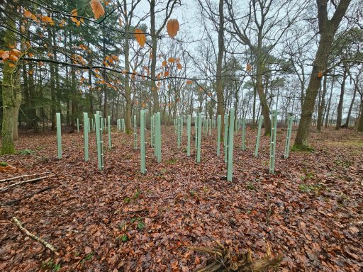 Bomen planten in Harderwijk